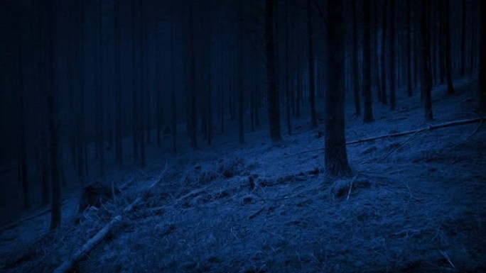 晚上在树林里散步冒险探险恐怖