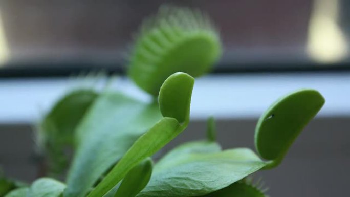 捕蝇草 (Dionaea muscipula) 生长 (延时)