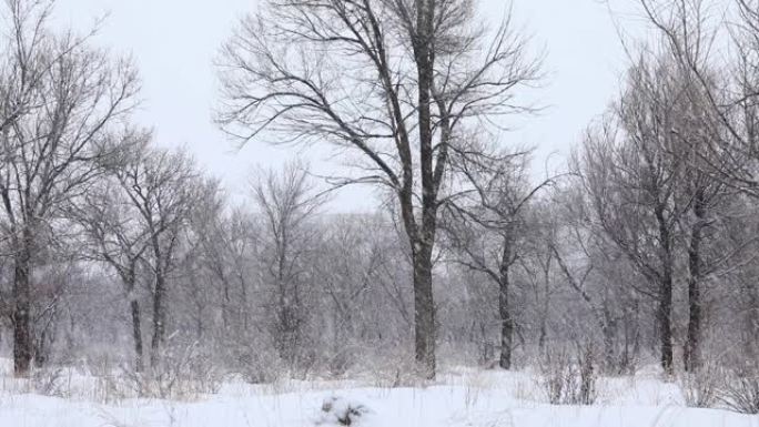 公园里冬天的雪树