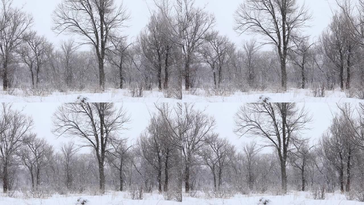 公园里冬天的雪树