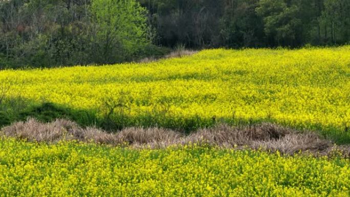 春天盛开的黄色油菜花鸟瞰图