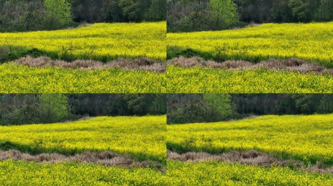 春天盛开的黄色油菜花鸟瞰图