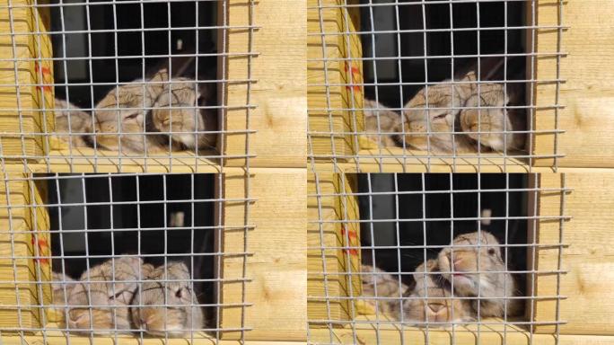 一只小兔子被关在笼子里的4K视频。兔窝