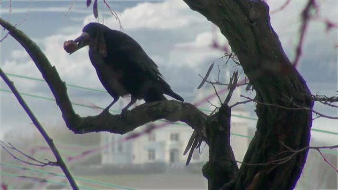 黑乌鸦坐在树上，有坚果