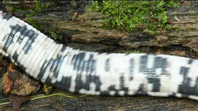 斑点虫蜥蜴 (Amphisbaena fuliginosa)