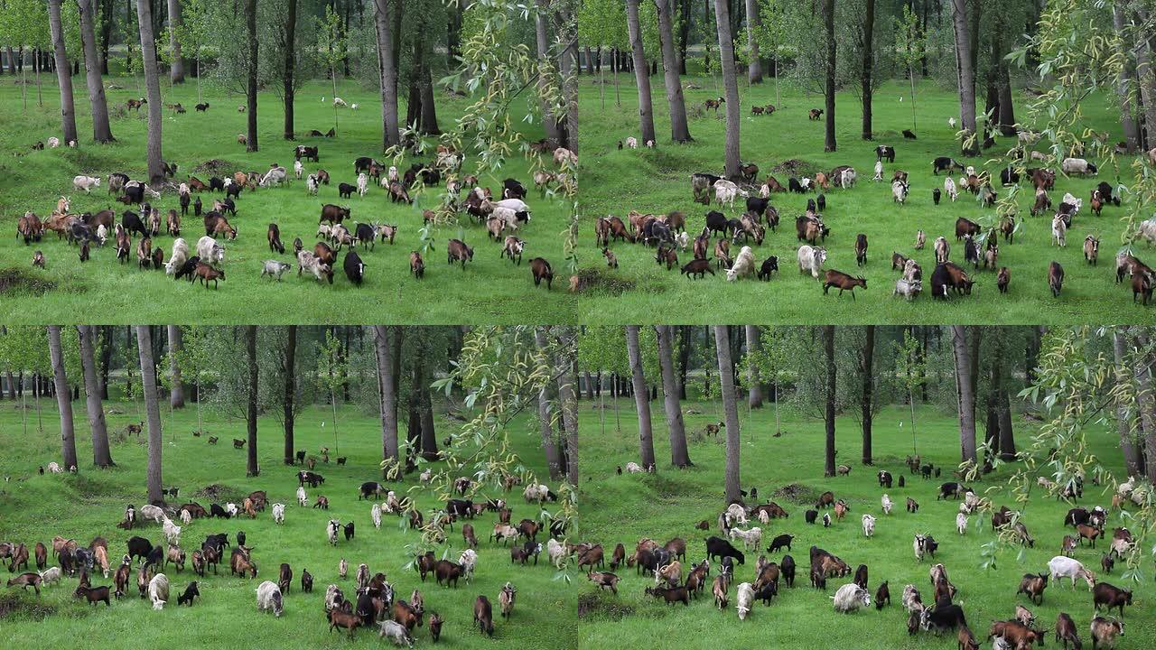山羊在树林里吃草