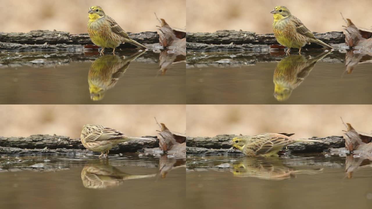 美丽的鸟Yellowhammer在森林池塘里沐浴