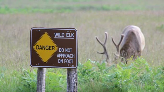 麋鹿放牧和警告标志