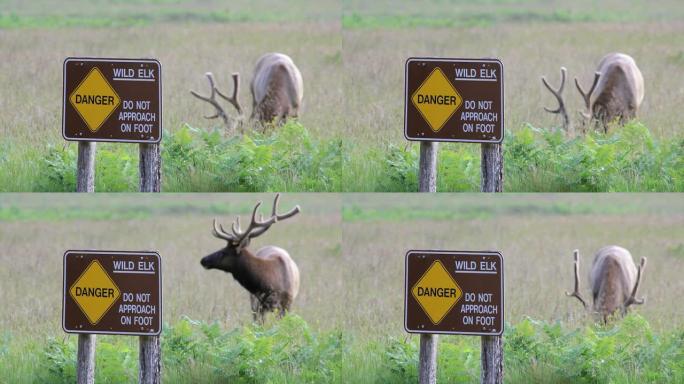 麋鹿放牧和警告标志