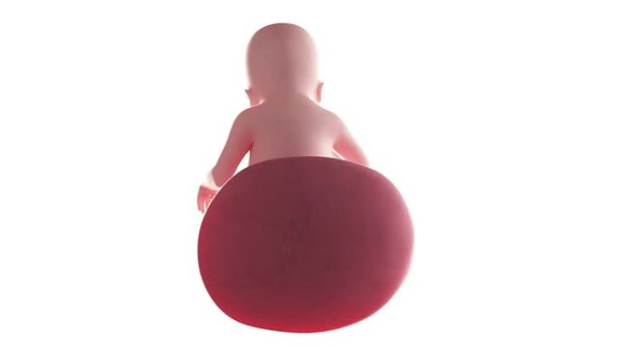 胎儿动画-第20周