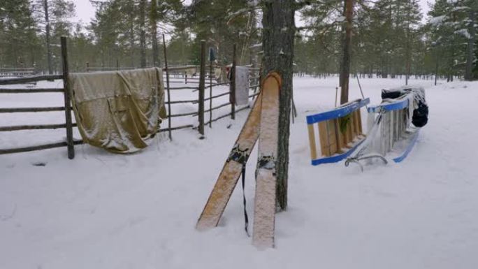 西西伯利亚，驯鹿牧民的营地: 在树上狩猎滑雪板。