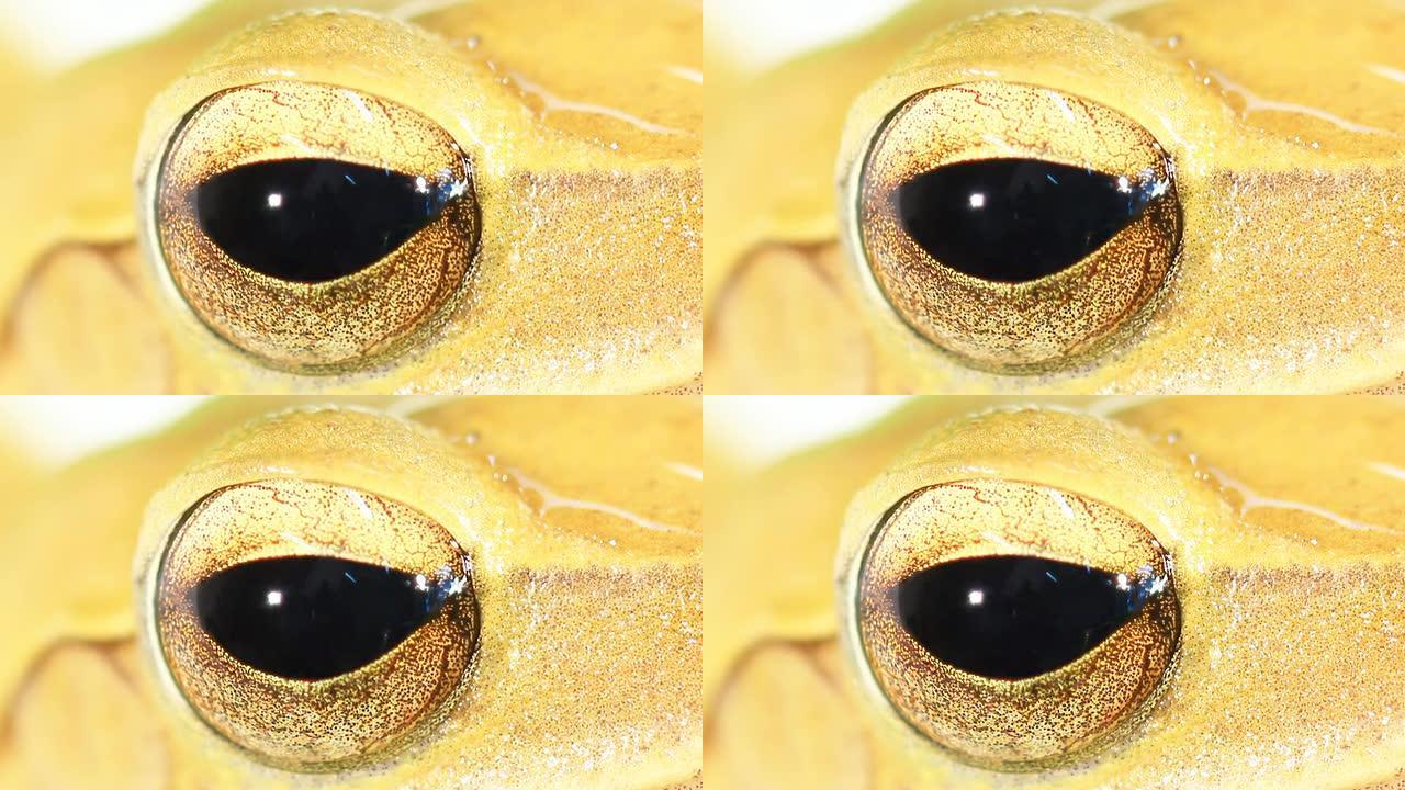 黄色树蛙眼