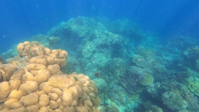 成群的珊瑚鱼在泰国攀牙的素林群岛国家公园美丽的珊瑚礁中游泳