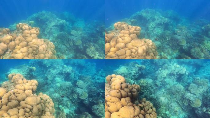 成群的珊瑚鱼在泰国攀牙的素林群岛国家公园美丽的珊瑚礁中游泳