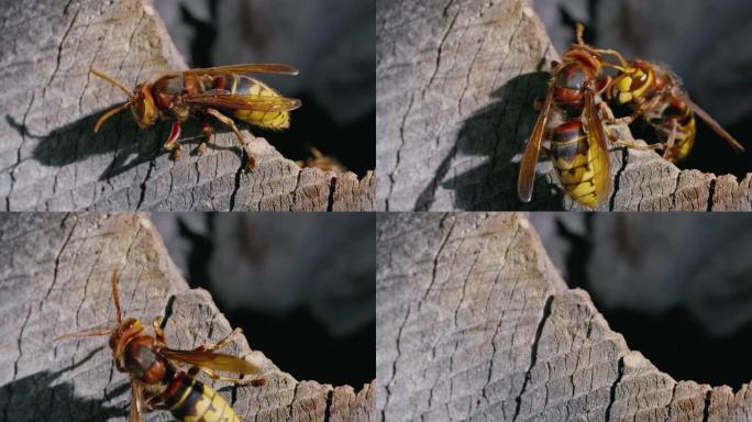 一只欧洲大黄蜂昆虫从巢里出去飞的宏观镜头