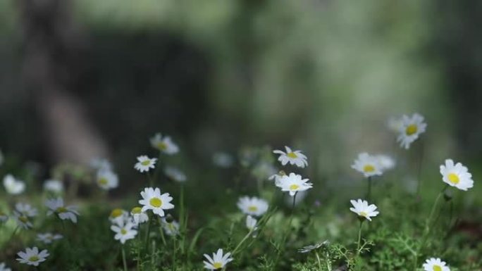 春天的雏菊花