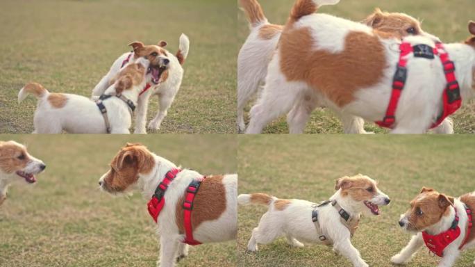 两只可爱的杰克罗素梗狗在绿色公园的草地上玩耍和战斗，玩得很开心