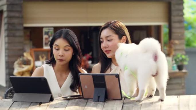 4k两个亚洲女商人带着她的狗在宠物友好咖啡馆一起在数字平板电脑上工作。