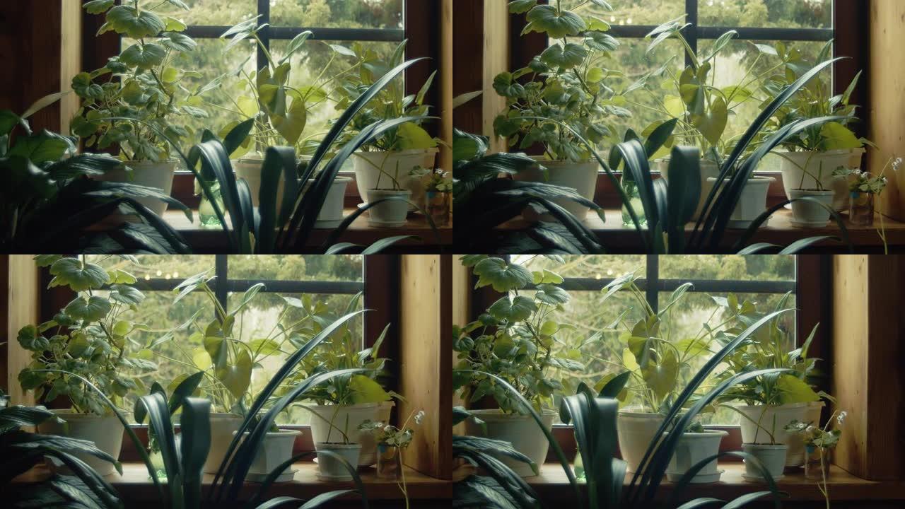 窗台上的室内植物