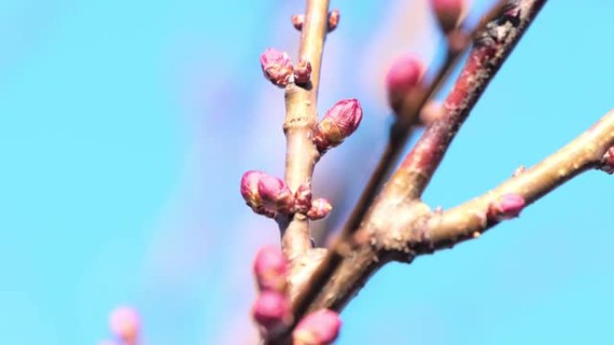 樱花的小芽在干净的蓝天中可以晒太阳