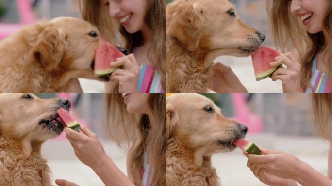 美丽的女人与金毛寻回犬狗吃西瓜少女玩得开心喂新鲜水果给她的动物伴侣享受夏日游泳池4k