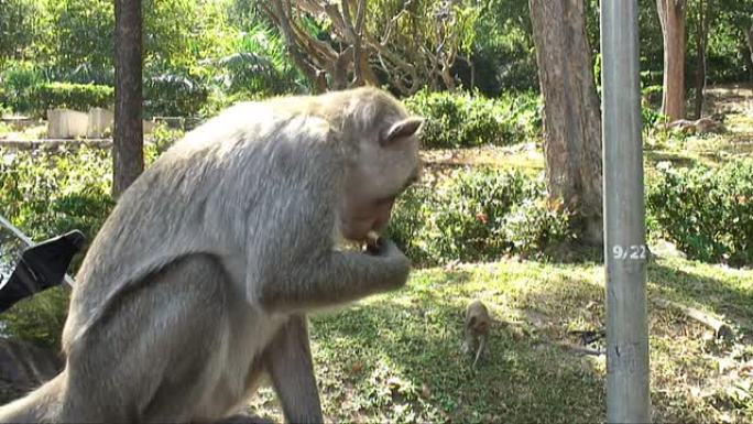 猴子吃花生高清视频