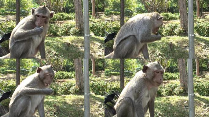 猴子吃花生高清视频