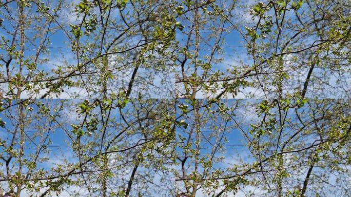 在蓝天下，野樱桃开花的树枝