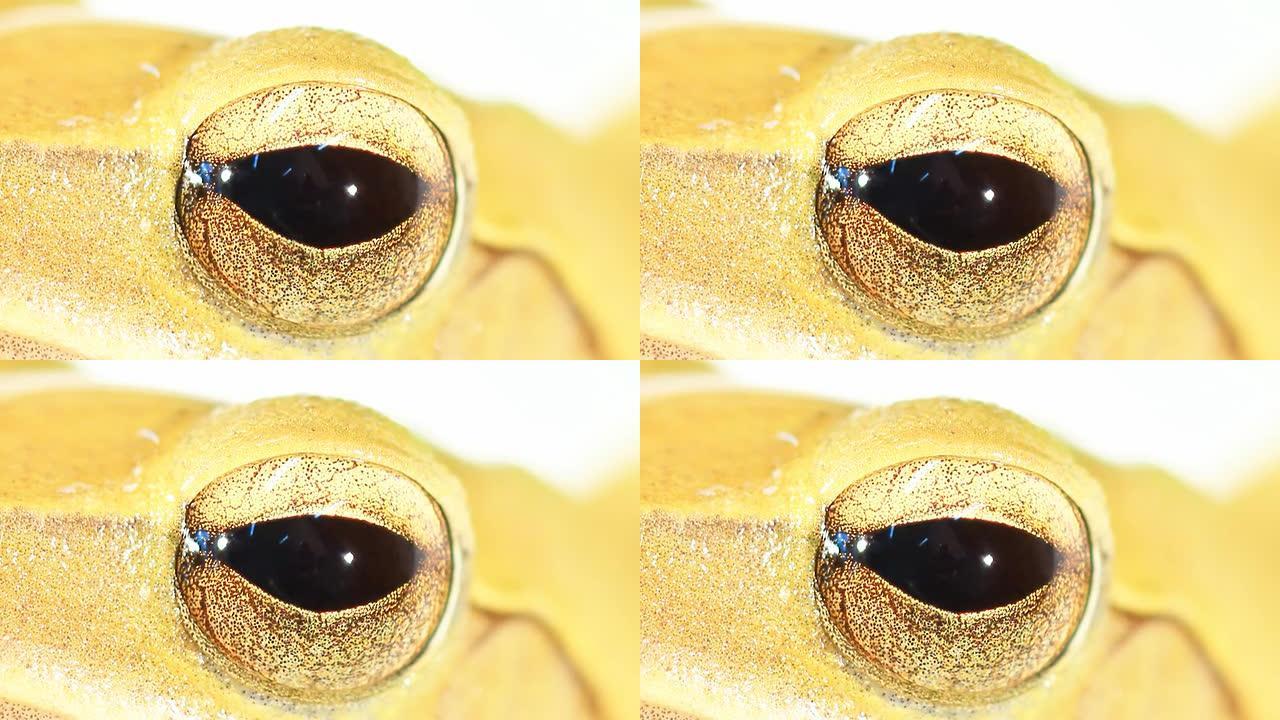 黄色树蛙眼