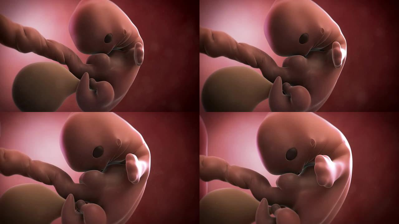 胎儿动画-第7周