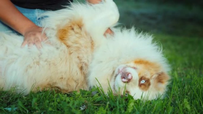 狗主人在绿色草坪上与澳大利亚牧羊犬玩耍