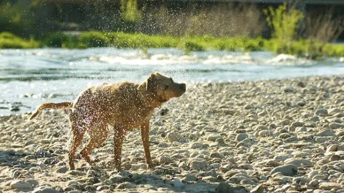 狗甩掉水，慢动作