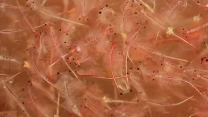 水生动物饲料用盐水虾