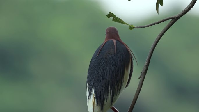 繁殖羽美丽的池鹭