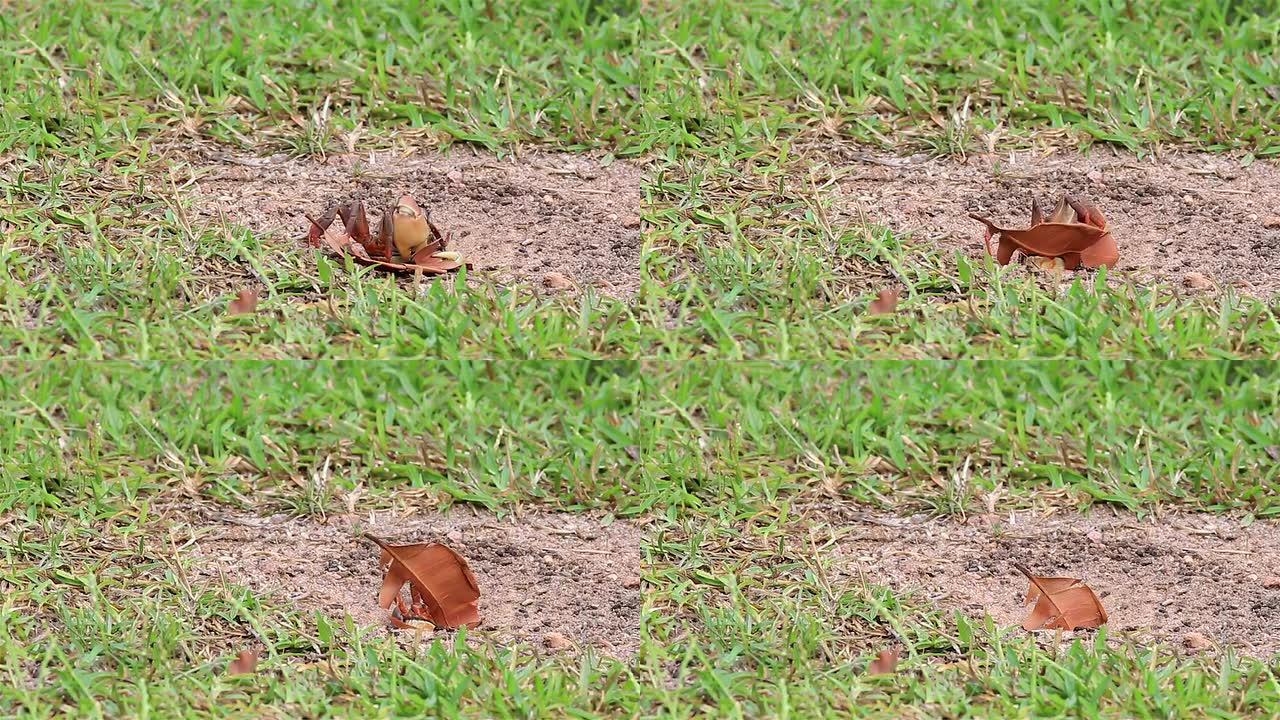 陆地螃蟹在他的洞里拉了一片叶子