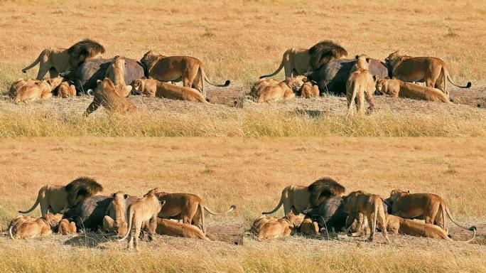 狮子在马赛马拉 (Masai Mara) 祈祷的骄傲