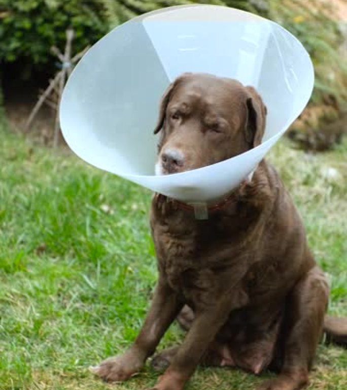 兽医项圈中的拉布拉多犬在吠叫，地上有发痒的战利品。垂直视频