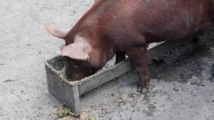 猪在槽里喂食。