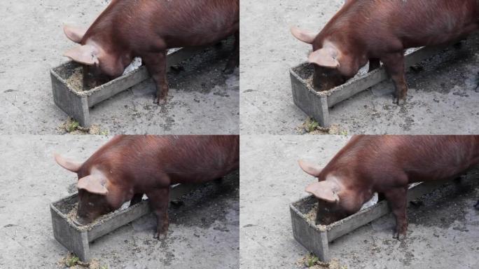 猪在槽里喂食。