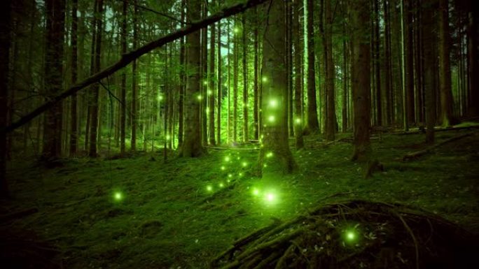 在充满神秘萤火虫背景的阳光明媚的早晨森林中，神奇的飞行在长满苔藓的地面上。