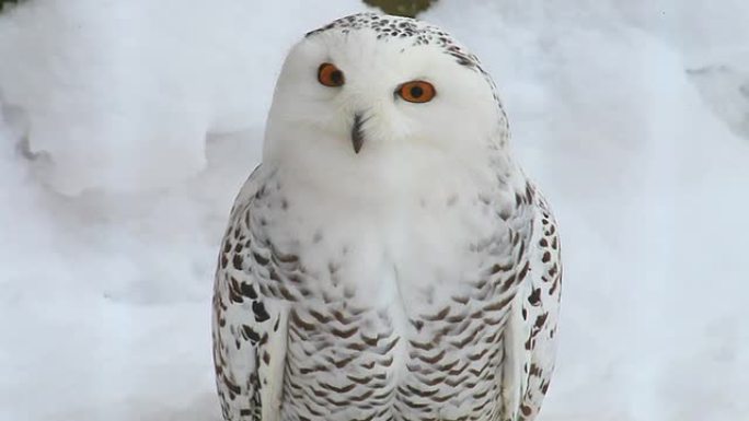 雪鸮