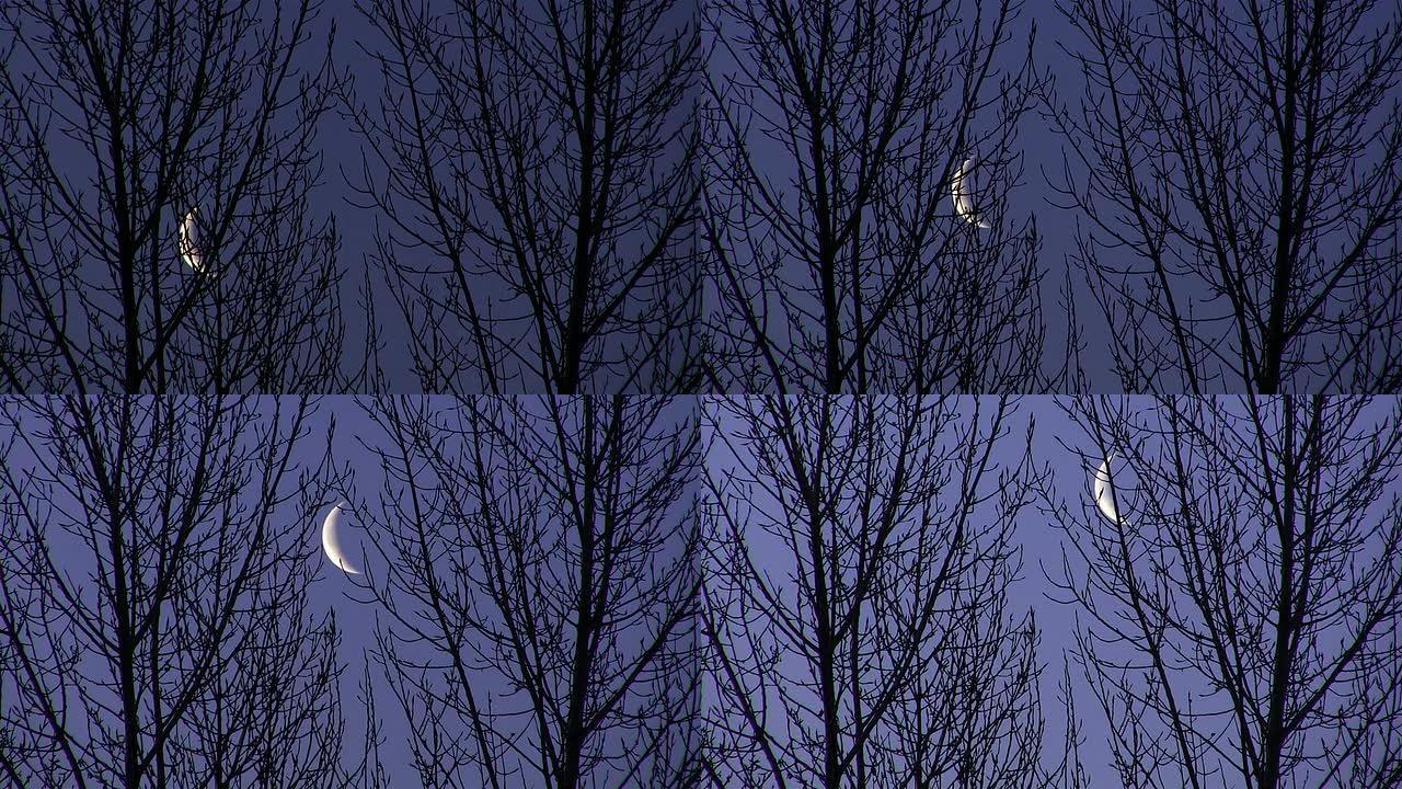 新月和夜晚的木头。时间流逝