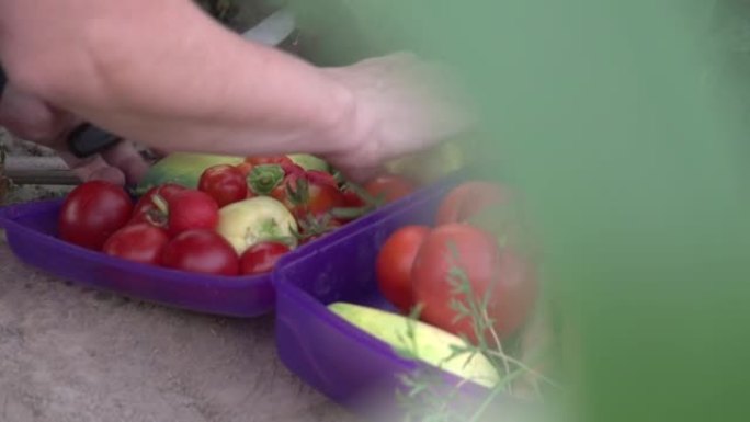在城市园艺项目中包装新鲜的西红柿和辣椒