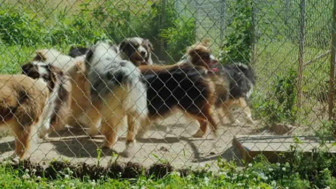 鸟类中澳大利亚牧羊犬的活跃犬