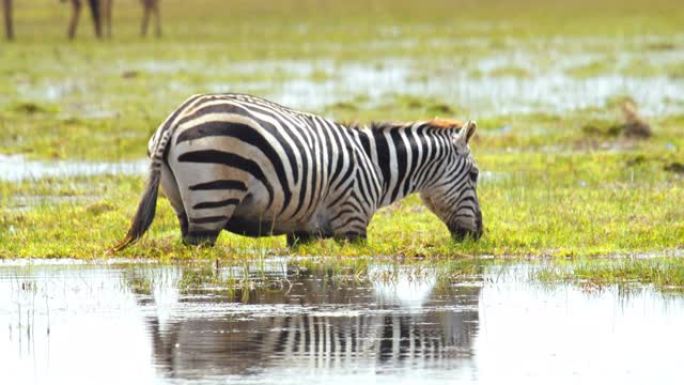 雄伟的斑马站在宁静的水体中，吃着生长在水面上的草，肯尼亚安博塞利国家公园