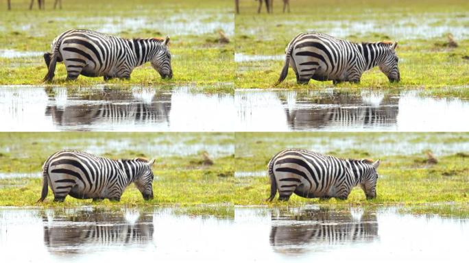 雄伟的斑马站在宁静的水体中，吃着生长在水面上的草，肯尼亚安博塞利国家公园
