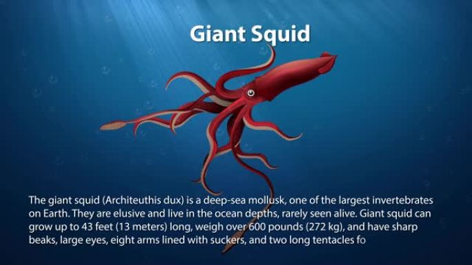 巨型鱿鱼-动画文本信息