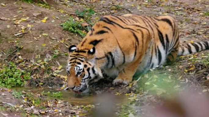 西伯利亚虎 (Panthera Tigris Altaica) 从小水塘饮水