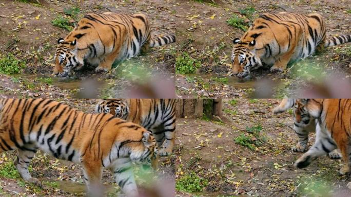 西伯利亚虎 (Panthera Tigris Altaica) 从小水塘饮水