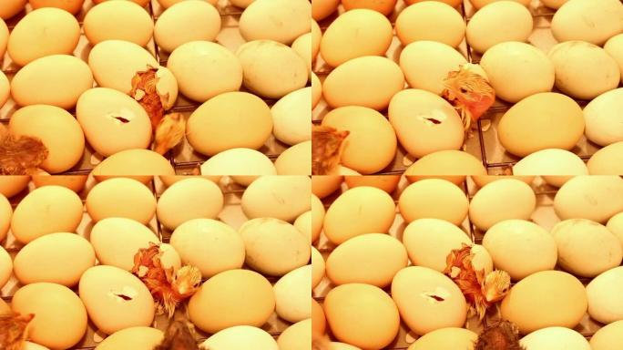 新生的小鸡从孵化器里的鸡蛋里出来。在孵化器中放置鸡蛋，以总结鸡，鸭和鹅头